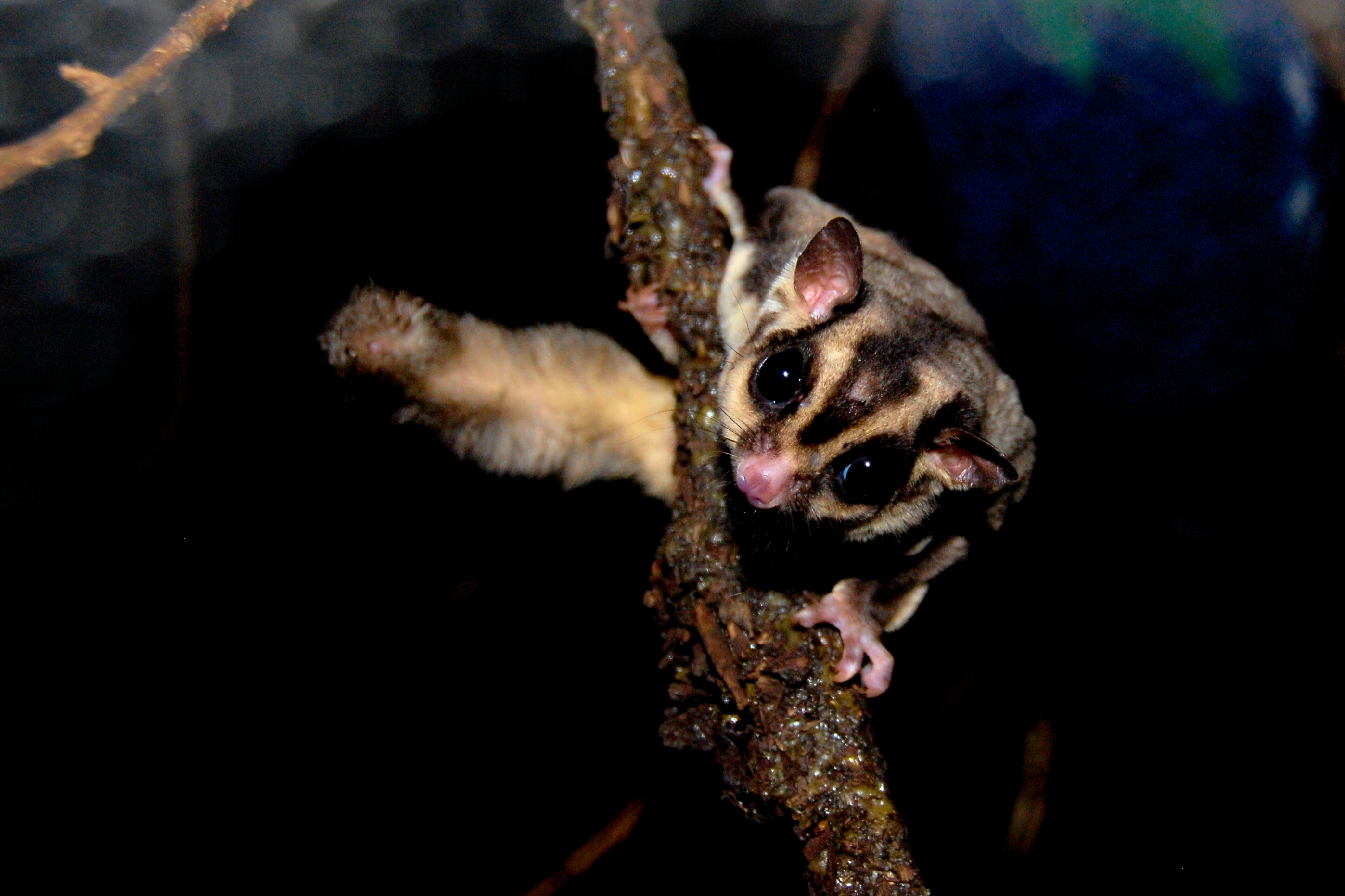 Non volo ma… quasi! Animali planatori: adattamenti estremi a uno stile di vita arboricolo