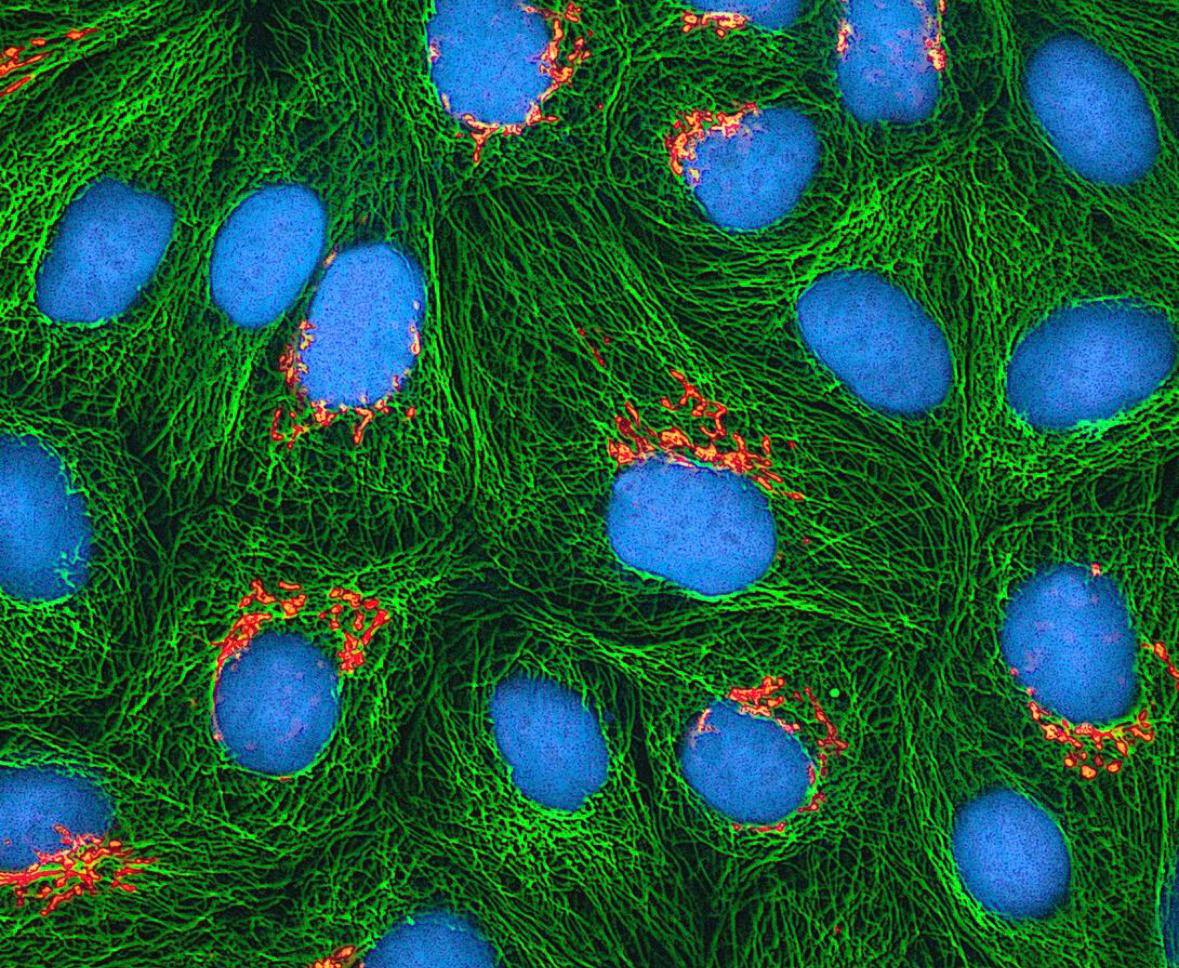 Le cellule prendono decisioni? La sorprendente intelligenza nascosta nel nostro corpo